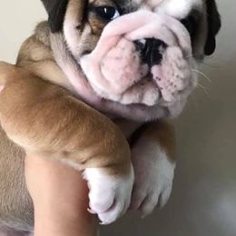 Assorted Doodle Crosses, Australian Shepherds, Bernedoodles, Bulldogs, and French Bulldogs from Millennium Farms
