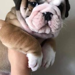 Assorted Doodle Crosses, Australian Shepherds, Bernedoodles, Bulldogs, and French Bulldogs from Millennium Farms