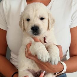 Forky - Light golden male Golden Retriever puppy in Rancho Cucamonga, California from Robinson Retrievers