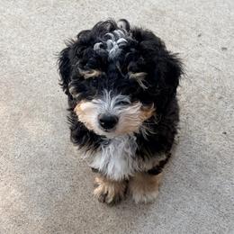 Black tri male - Tri-color male Bernedoodle puppy in Lincoln, Nebraska from GRand Doodles