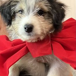 Aussiedoodle Puppies from Hearth&Hound Doodles
