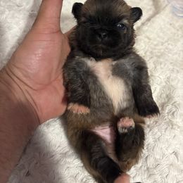 Pekingese and Poodle Puppies from Dogs lovers