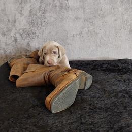 Boy 4 - male Weimaraner puppy in Catoosa County, Georgia from Kaleidoscope Weims