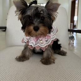 Jolene - Black and gold female Yorkshire Terrier puppy in Rosemount, Minnesota from Niczarbiewers