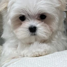 Maltese and Shih Tzu Puppies from Carisma Maltese