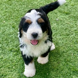 Tramp - Tri-color male Bernedoodle puppy in Royse City, Texas from Platinum Bernedoodles of Texas