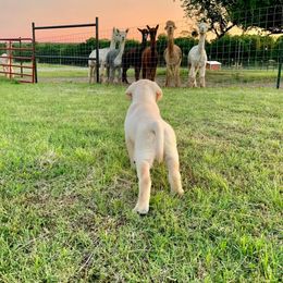 Labrador Retriever and Poodle Puppies from Laird Farms