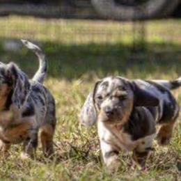Dachshunds from Love A Dachshund