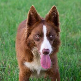 Ellie - Border Collie