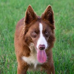 Ellie - Border Collie