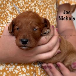 Joe Nichols - Red  male Goldendoodle puppy in Lancaster, Minnesota from North Star Dog Training