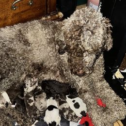 Posha - Labradoodle