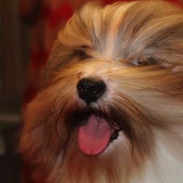 Havanese from Mt. Breeze