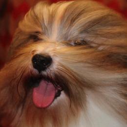 Havanese from Mt. Breeze