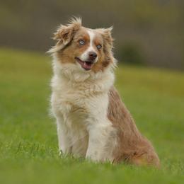 Rimfire Dottie - Red merle female Miniature Australian Shepherd puppy in Hartman, Arkansas from Southern Edition Aussies