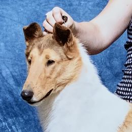 Rioux - Collie