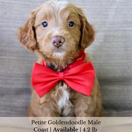 Coast - Red  male Goldendoodle puppy in Comanche, Texas from Central Texas Doodles, LLC.