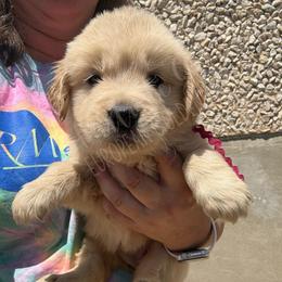 Parcheesi (purple) - Golden female Golden Retriever puppy in Argyle, Texas from Skarlotte Goldens, LLC