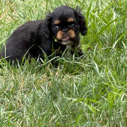 Prince - Black and tan male English Toy Spaniel puppy in Pennsylvania from Enchanting Charlies