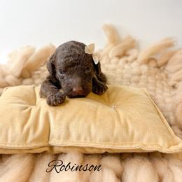 Robinson - Chocolate female Goldendoodle puppy in from Pink Poodles and Doodles