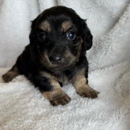 Bella - Black and cream female Dachshund puppy in Jarrell, Texas from Blackfoot Dachshunds