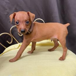 Uriel - Stag red male Miniature Pinscher puppy in Lancaster, Missouri from White Stone Ranch