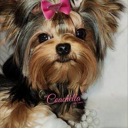 Yorkshire Terrier All Grown Up from Reese's Angelface Yorkies