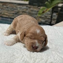 Girl 2 - Apricot female Goldendoodle puppy in San Diego, California from Goldendoodles & Poodles of San Diego
