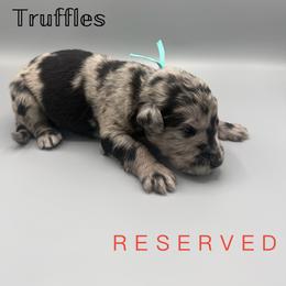 Truffles - Blue merle male Aussiedoodle puppy in Paragould, Arkansas from AC Doodles & Corgis