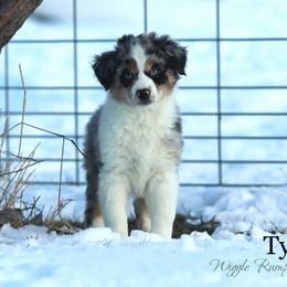 Tycho - Puppy 4 - Blue merle male Miniature American Shepherd puppy in Ellensburg, Washington from Wiggle Rump Ranch