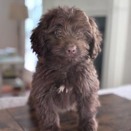 Linus - Brown and white male Aussiedoodle puppy in Strasburg, Pennsylvania from Still Water Puppies