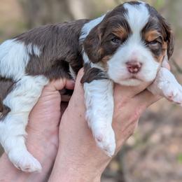 Curly - Tri-color male Cavapoo puppy in Coshocton, Ohio from Forever Family Puppies