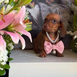 Red dapple female - Red female Dachshund puppy in Wills Point, Texas from East Mini Dachshunds Texas