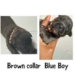 Brown Collar - Gray male Cane Corso puppy in Laplace, Louisiana from BFM Cane Corso’s