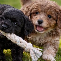 Cavapoos from Son Kissed Puppy Co