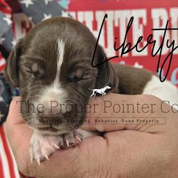 Liberty - female German Shorthaired Pointer puppy in Six Mile, South Carolina from The Proper Pointer Co.