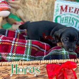 Horus - Black and tan male Dachshund puppy in Seguin, Texas from Good Neighbor Ranch Dachshunds