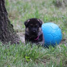 German Shepherd Puppies from Zwinger vom haus Huro