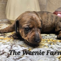 Boy 2 - Brindle male Dachshund puppy in Fritch, Texas from The Weenie Farm