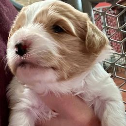 Sparkler (purple collar) - Blenheim female Cavapoo puppy in Modesto, California from Molly n Friends