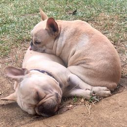 French Bulldogs from Jollybold