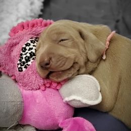 Weimaraner Puppies from Gray Matter Kennels