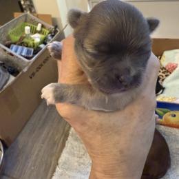 Tigger - Chocolate blue male Chihuahua puppy in Oklahoma City, Oklahoma from Savvy Chihuahuas of Oklahoma