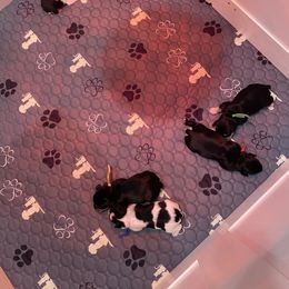 Miniature Schnauzer Puppies from Hardcastle Family Mini Schnauzers