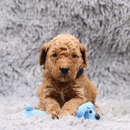 Poodle Puppies from Absolutely Pampered Poodles