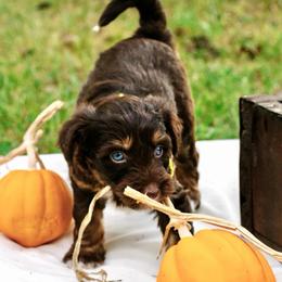 Sofie's Yellow Girl - Red phantom female Aussiedoodle puppy in Burkesville, Kentucky from Bline’s Awesome Aussies, Aussiedoodles & Doxies at the Bline Family Farm