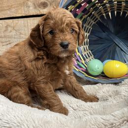 River - Red male Cavapoo puppy in Orrstown, Pennsylvania from Pawfect Fur Friends