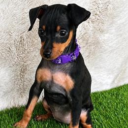Purple Collar Female - Black and rust female Miniature Pinscher puppy in Wayland, Michigan from Tami DeLeeuw