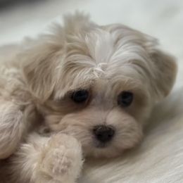 Milan - Cream female Maltipoo puppy in Lebanon, Kentucky from Mosaic Merle Doodles