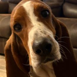 Frankie - Basset Hound